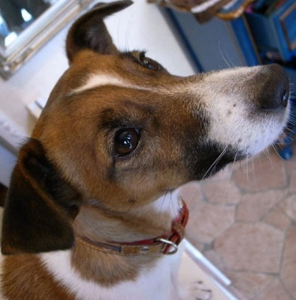 私たちは、犬に頼まれたわけでもないのにシャンプーを強制しています。 プロトリマーなら必ず考えて欲しい事